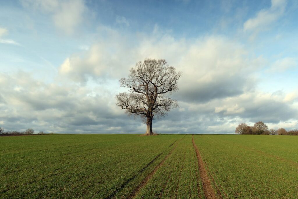 A large spreading rain tree standing in a green field